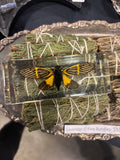 Tigroid Cicada Specimen