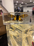 Tigroid Cicada Specimen