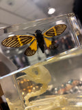 Tigroid Cicada Specimen