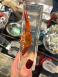 Crawfish Specimen