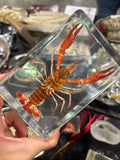 Crawfish Specimen