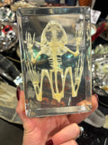Bullfrog Skeleton Lucite