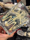 Bullfrog Skeleton Lucite