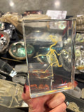 Small Bird Skeleton Lucite