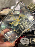 Small Bird Skeleton Lucite