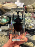 Rhinosceros Beetle Lucite