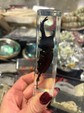 Rhinosceros Beetle Lucite