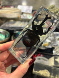 Rhinosceros Beetle Lucite