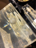 Large Bird Skeleton Lucite