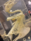 Large Bird Skeleton Lucite