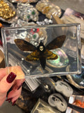 Death's Head Moth Lucite