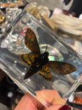 Death's Head Moth Lucite