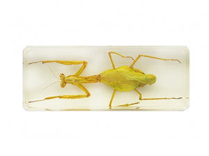 Praying Mantis Specimen