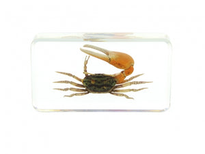 Reddish Fiddler Crab Specimen