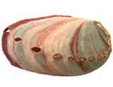 Red Abalone Shell