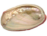 Red Abalone Shell