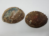 Large Abalone Shell